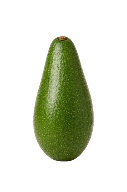 Aguacates Bacon en árbol con piel verde lisa