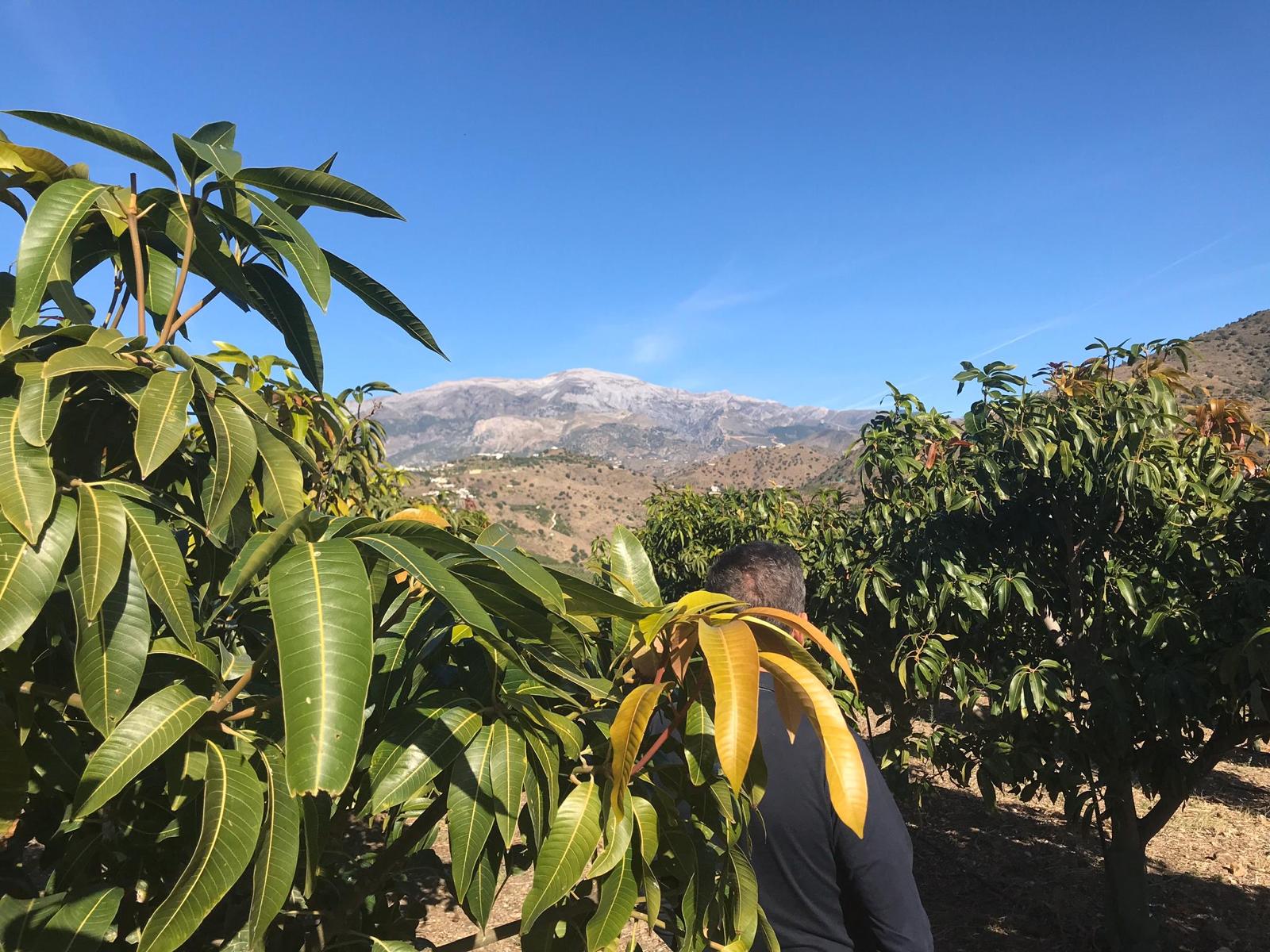 Trabajador entre árboles de mango y aguacate en la Axarquía con la sierra al fondo