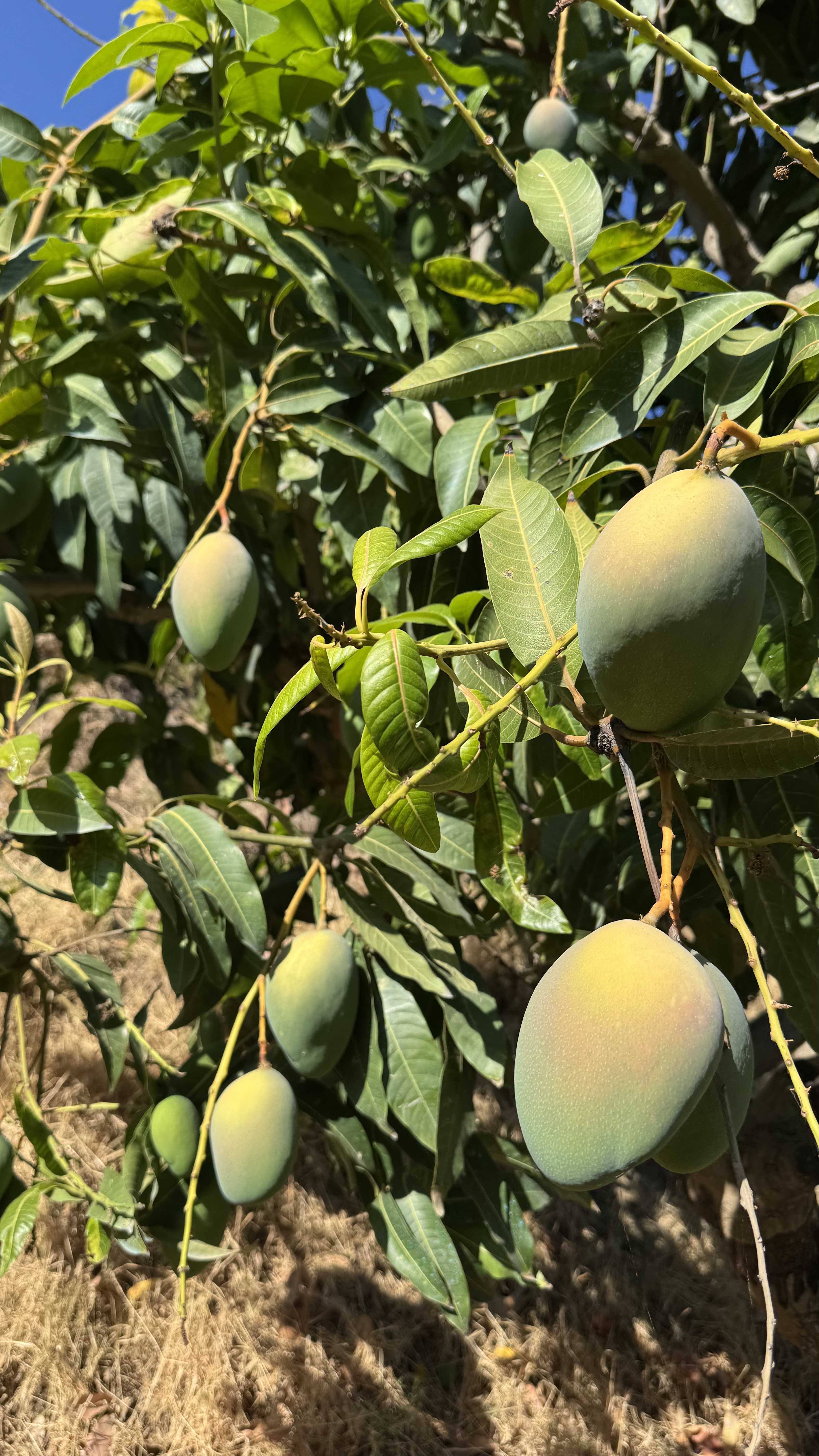 Racimo de mangos verdes en rama