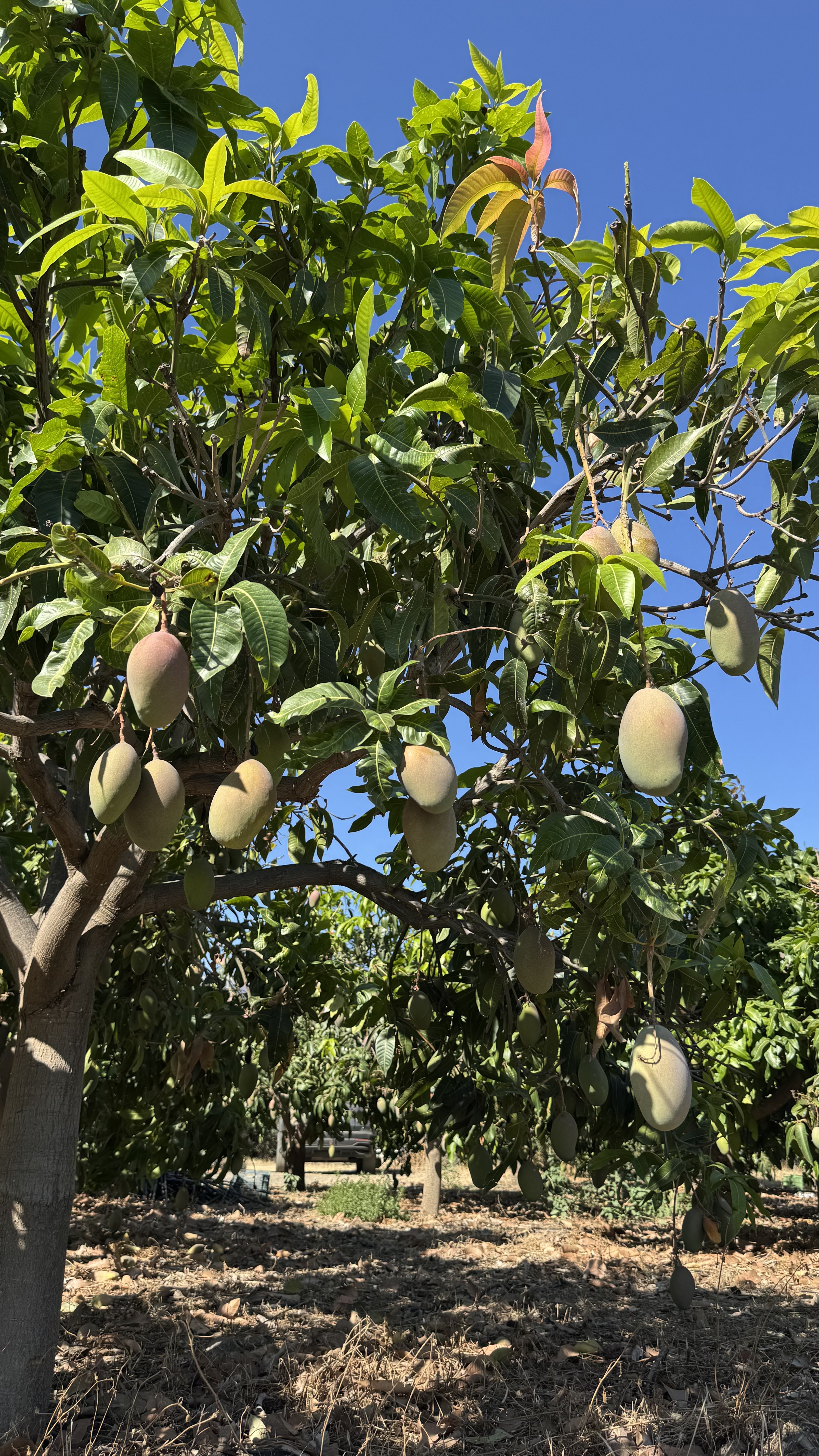Mangos madurando en el árbol bajo cielo azul