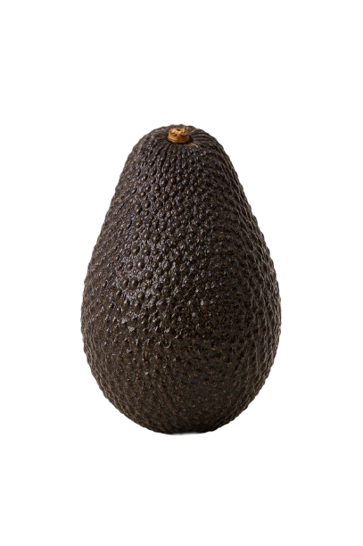 Racimo de aguacates Hass madurando en árbol