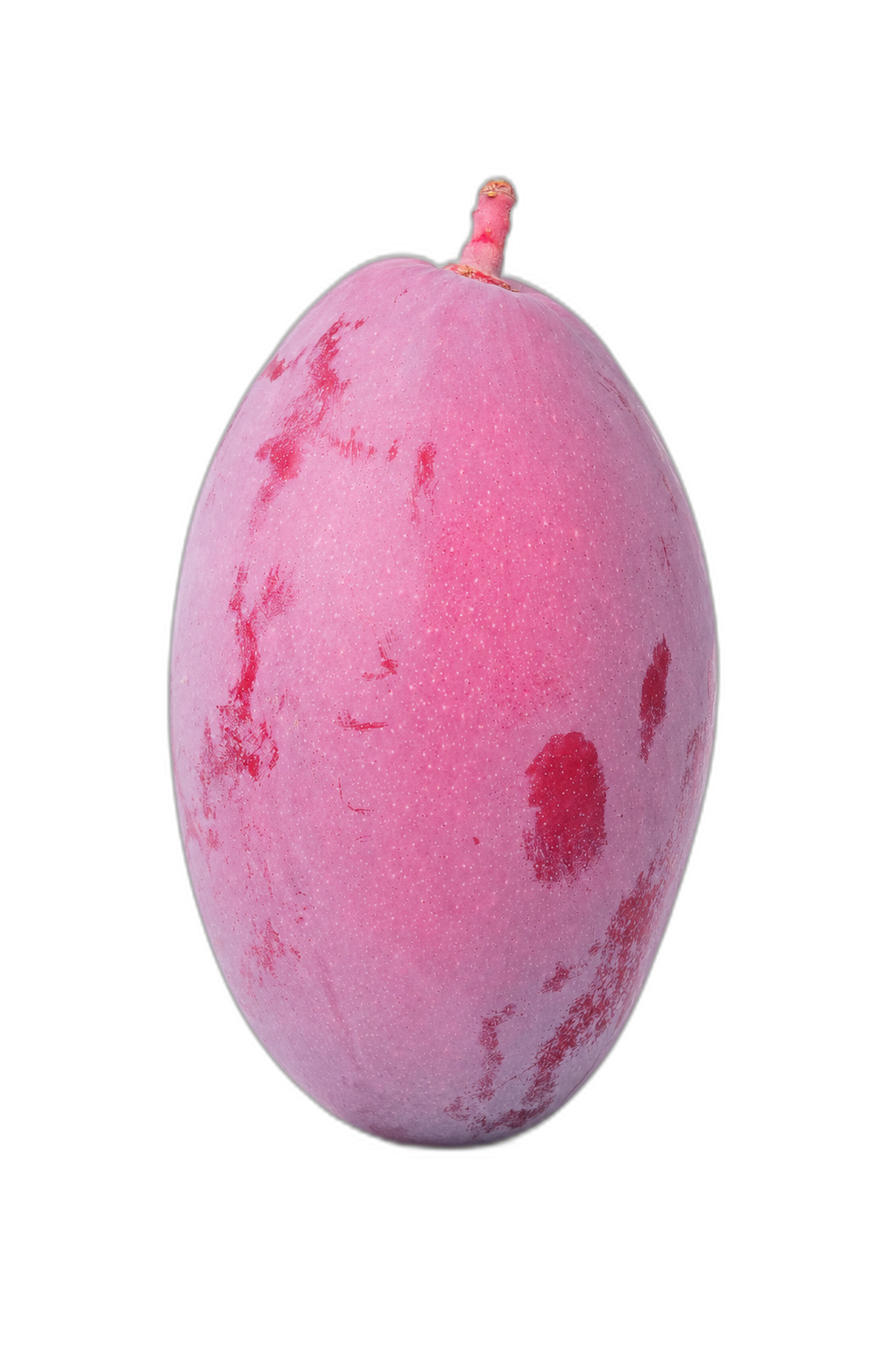 Mango variedad Osteen cultivado en Vélez-Málaga