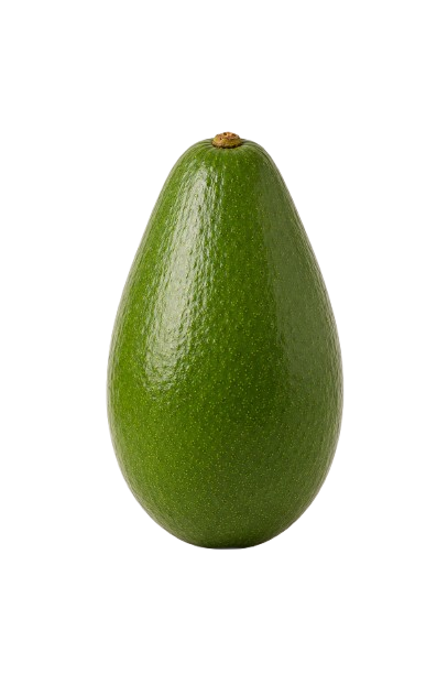 Aguacates Fuerte colgando entre el follaje de la finca