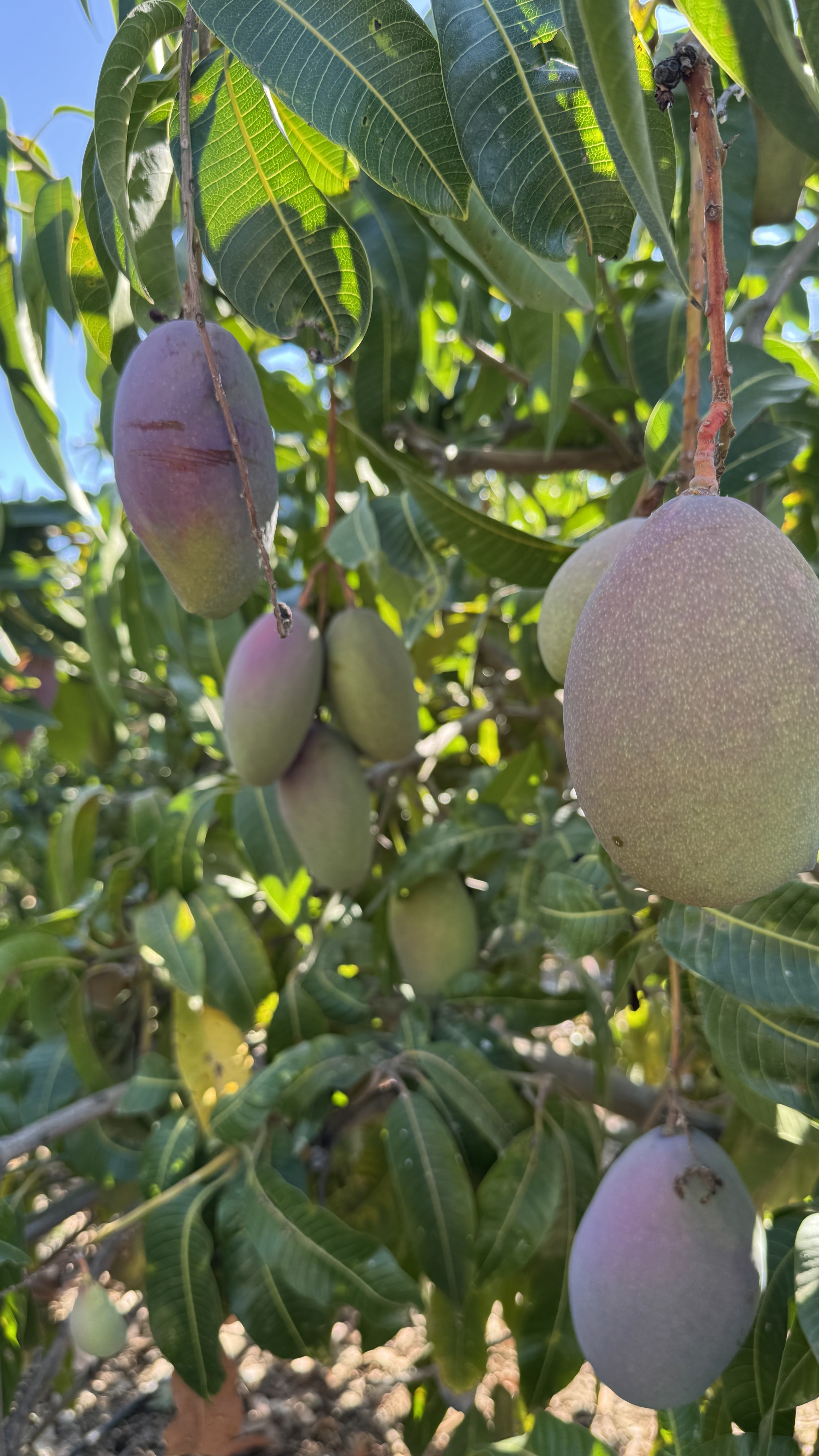 Detalle de mangos rojizos entre hojas