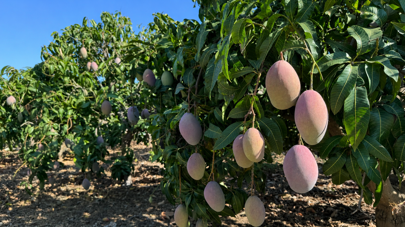 Mangos maduros colgando del árbol en la finca de la Axarquía malagueña