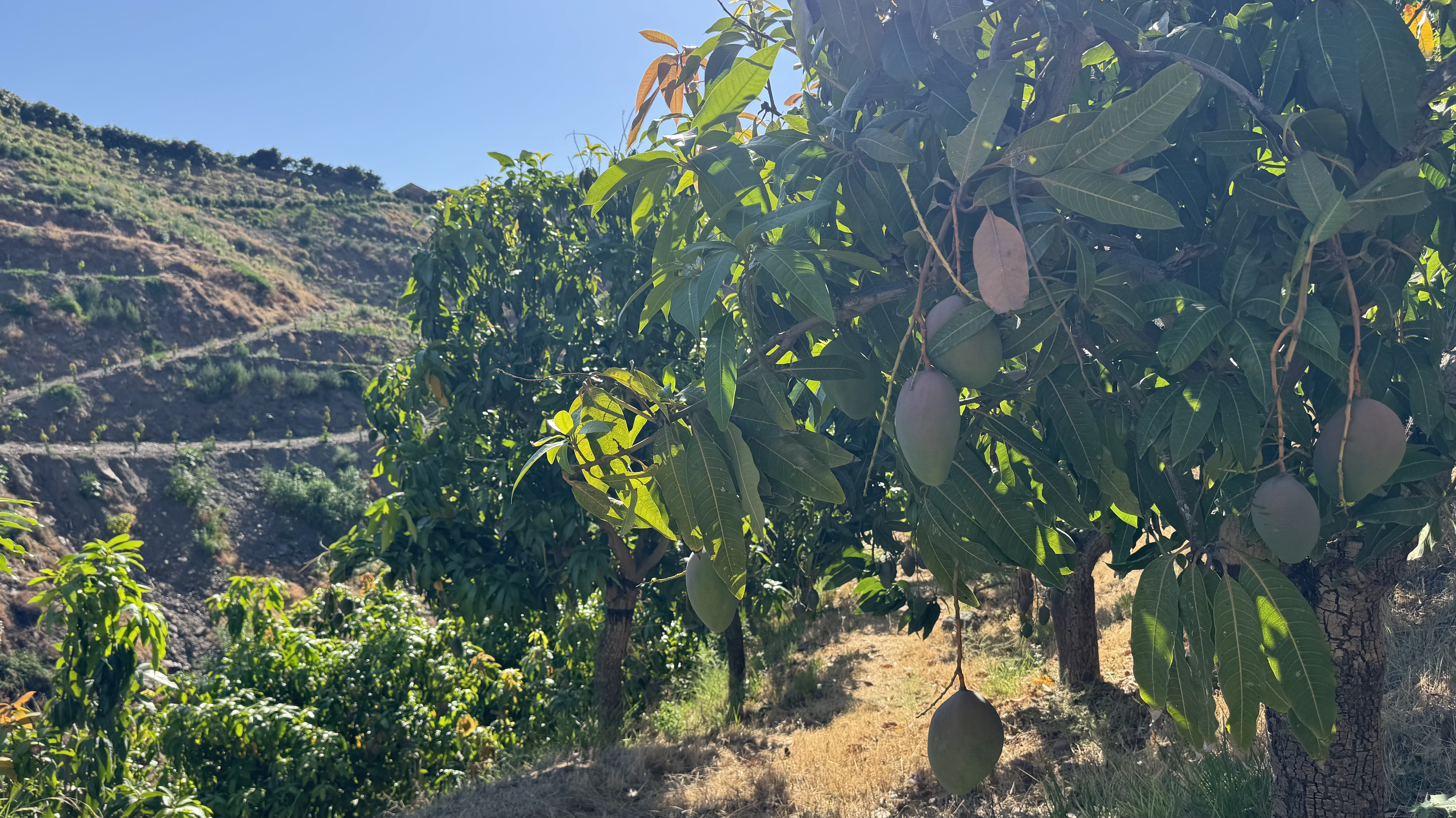Ladera con mangos de la Axarquía