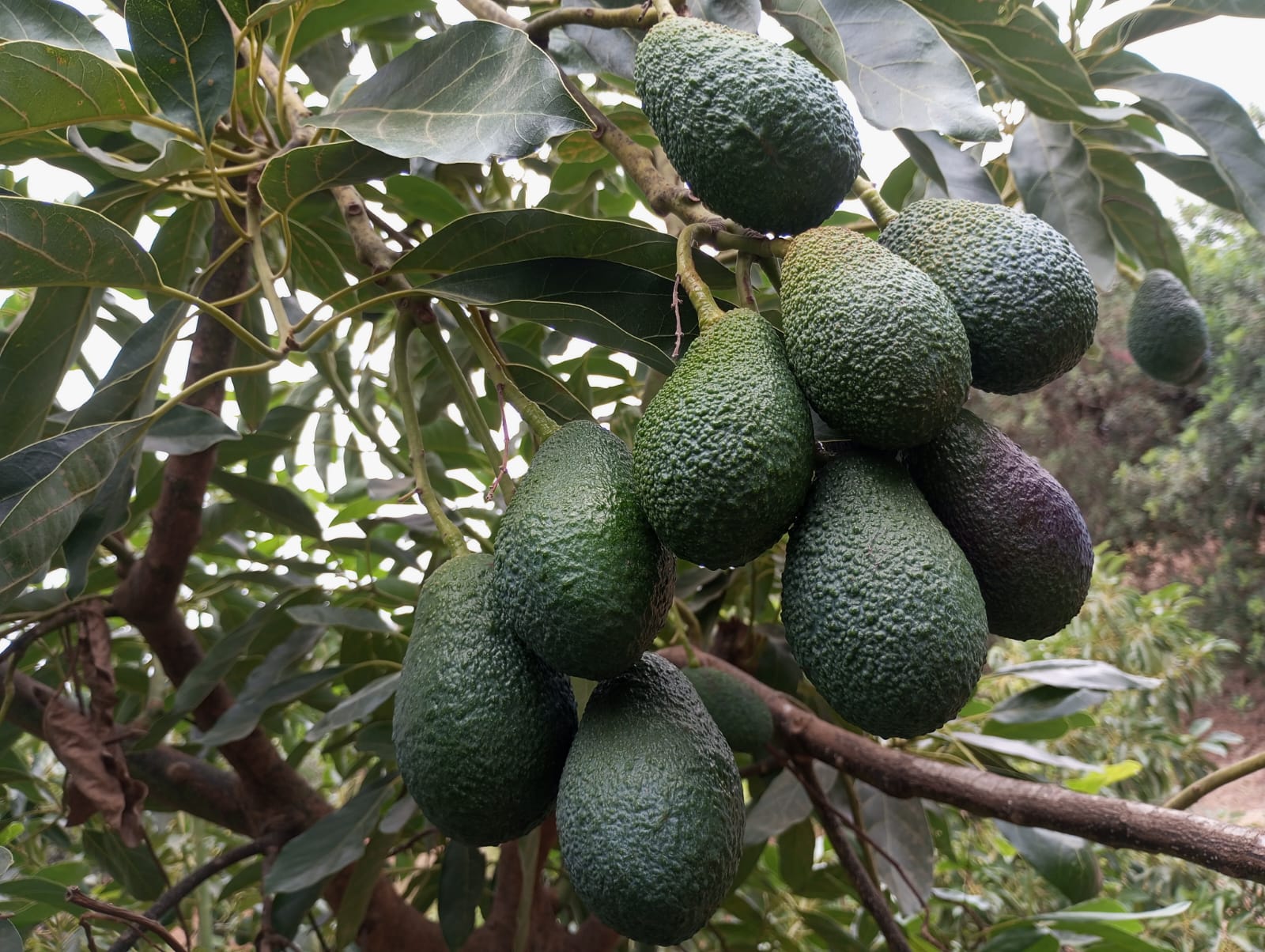 Racimo de aguacates recién cosechados