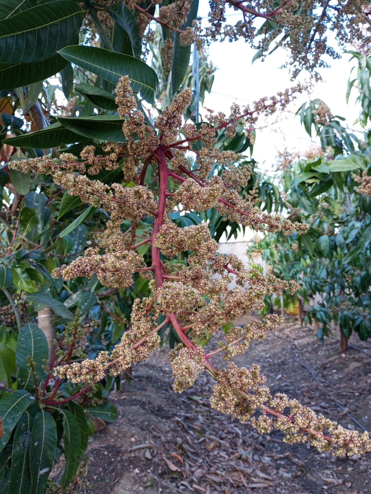 Floración del mango en la finca de la Axarquía