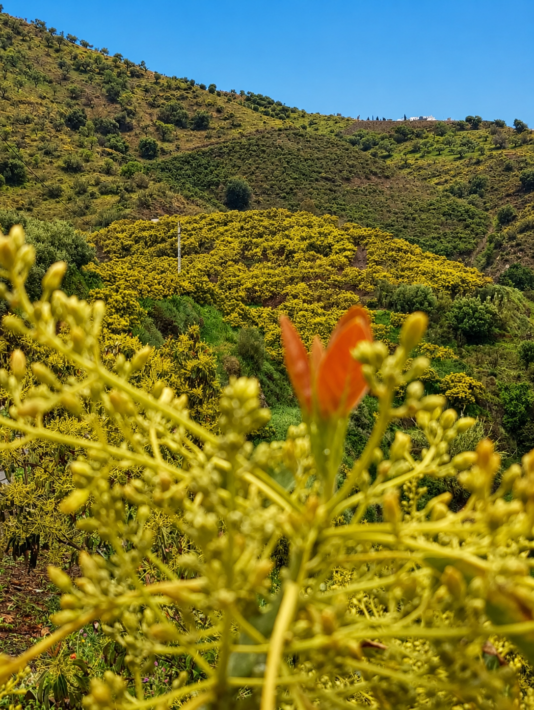 Floración del mango en la finca MANGOSUR, Axarquía malagueña