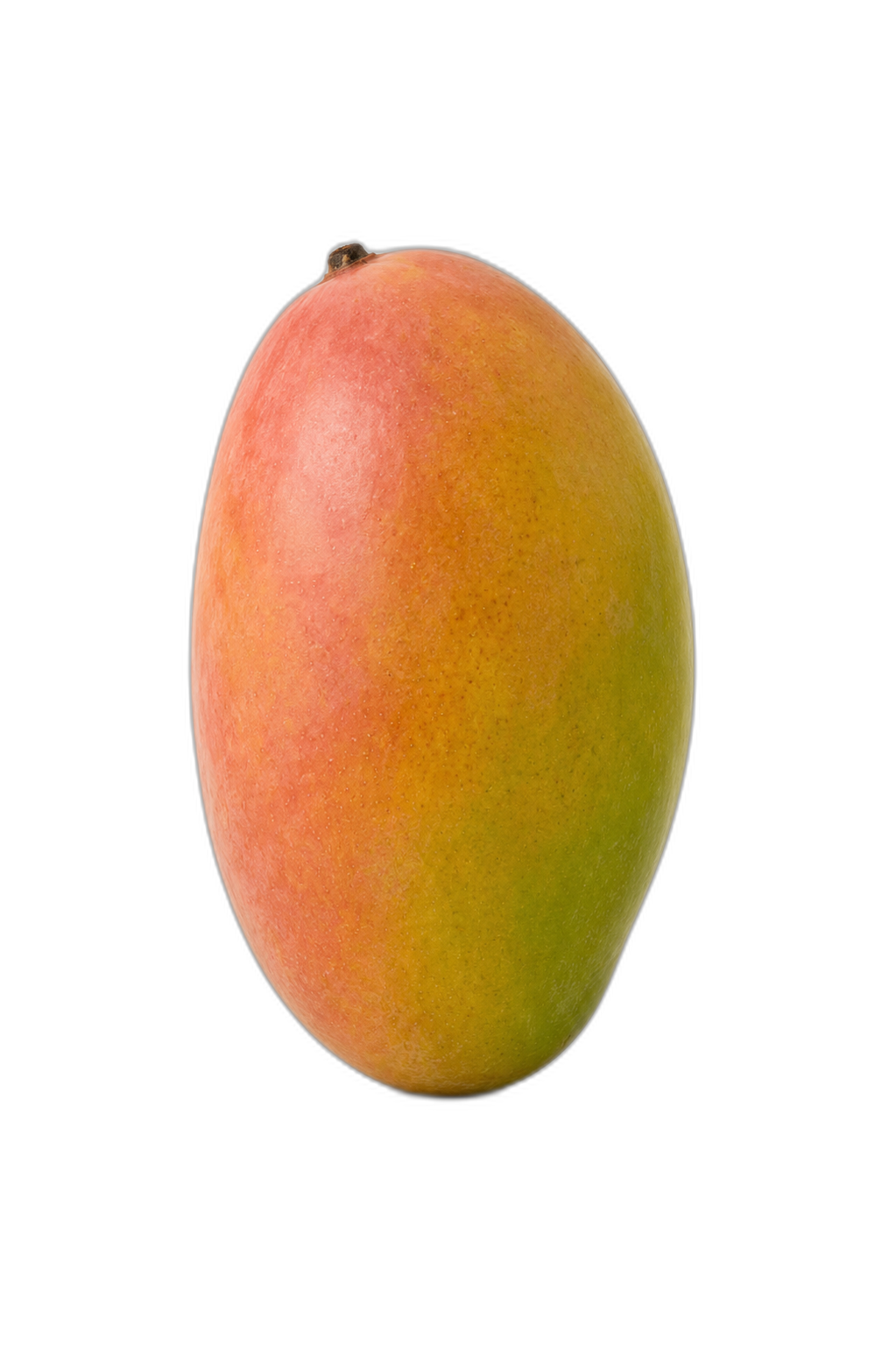 Mango variedad Keitt cultivado en Vélez-Málaga